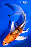 7.5" KUJAKU BUTTERFLY