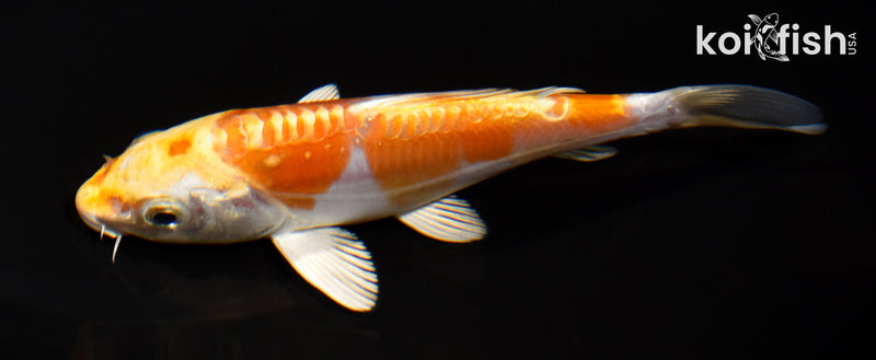 5.25" DOITSU HARIWAKE