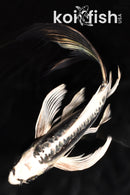 8" KIKOKURYU BUTTERFLY