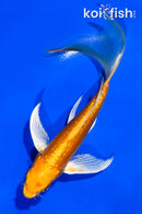 5" DOITSU YAMABUKI OGON BUTTERFLY