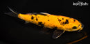 8.25" HI UTSURI