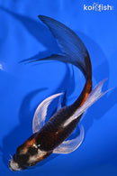 5.5" BENI GINGA BUTTERFLY