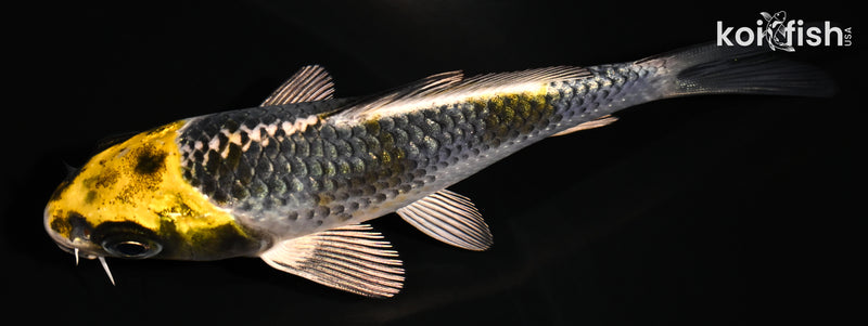 4.25" KI GINGA