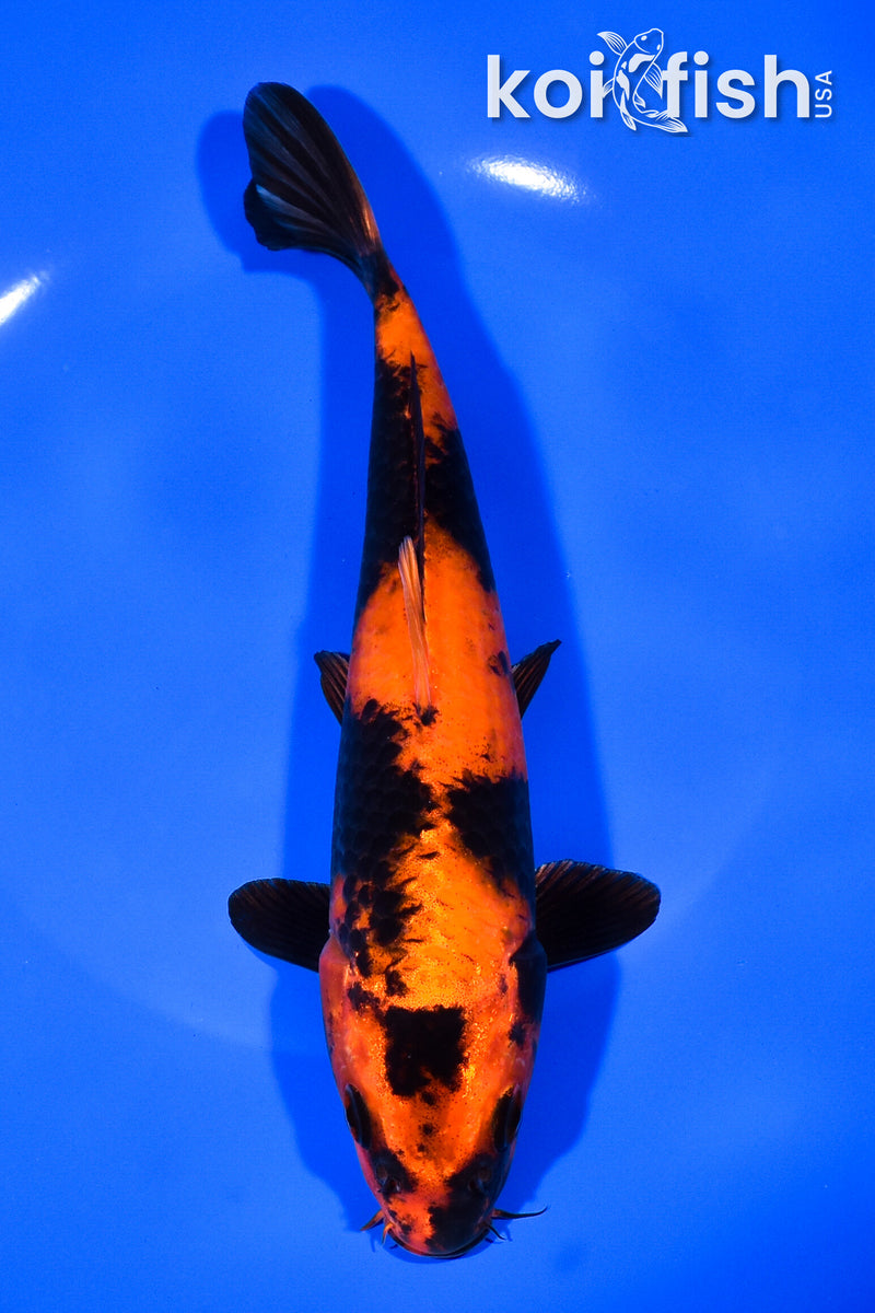 8.25" HI UTSURI