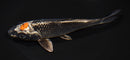 7.5" TANCHO GINGA