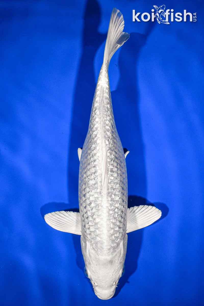 10.5" GINRIN PLATINUM OGON