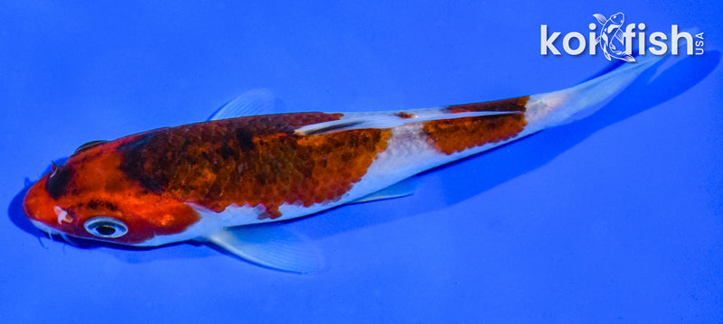 5" GOROMO