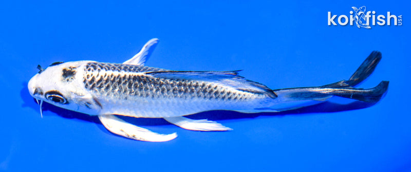 6" GIN MATSUBA BUTTERFLY