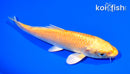 5.75" YAMABUKI OGON