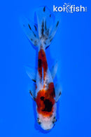 4" CALICO WAKIN GOLDFISH