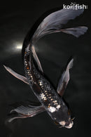 9.75" GINRIN BENI MATSUKAWABAKE BUTTERFLY