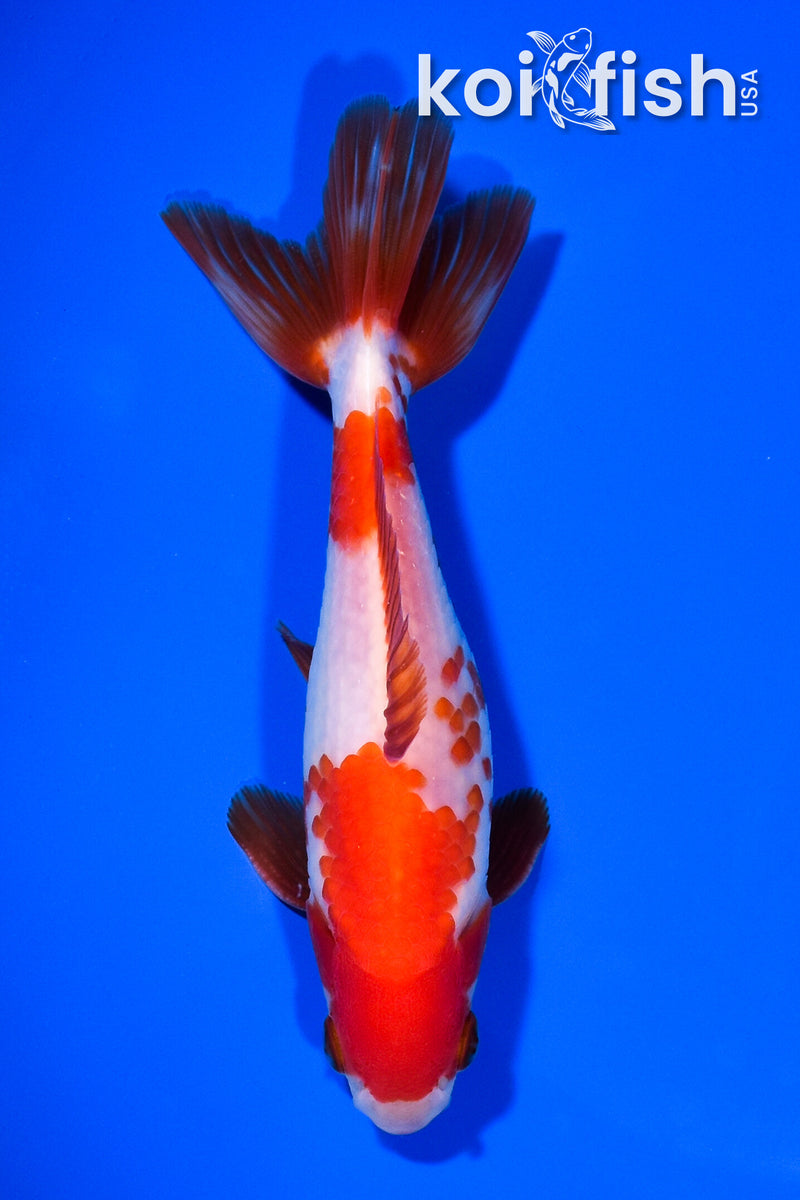 5.25" SARASA WAKIN GOLDFISH