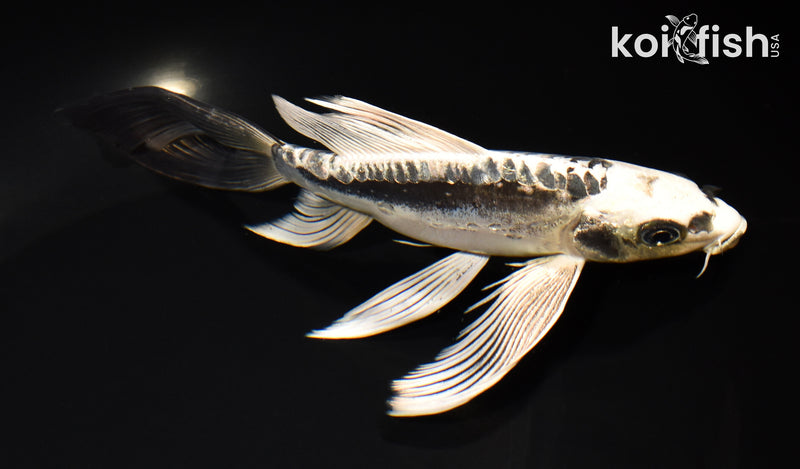8" KIKOKURYU BUTTERFLY