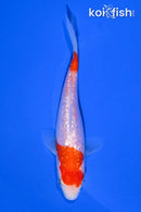 4.5" GINRIN KOHAKU