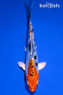 5.25" HEISEI NISHIKI