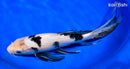 10.25" SHIRO BEKKO BUTTERFLY