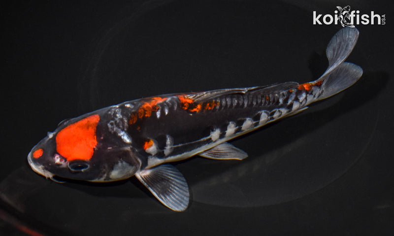 7" ARAGOKE MARUTEN GOSHIKI