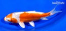 6.5" KIKUSUI