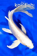 7.25" GINRIN PLATINUM OGON BUTTERFLY