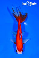 6.75" WAKIN GOLDFISH