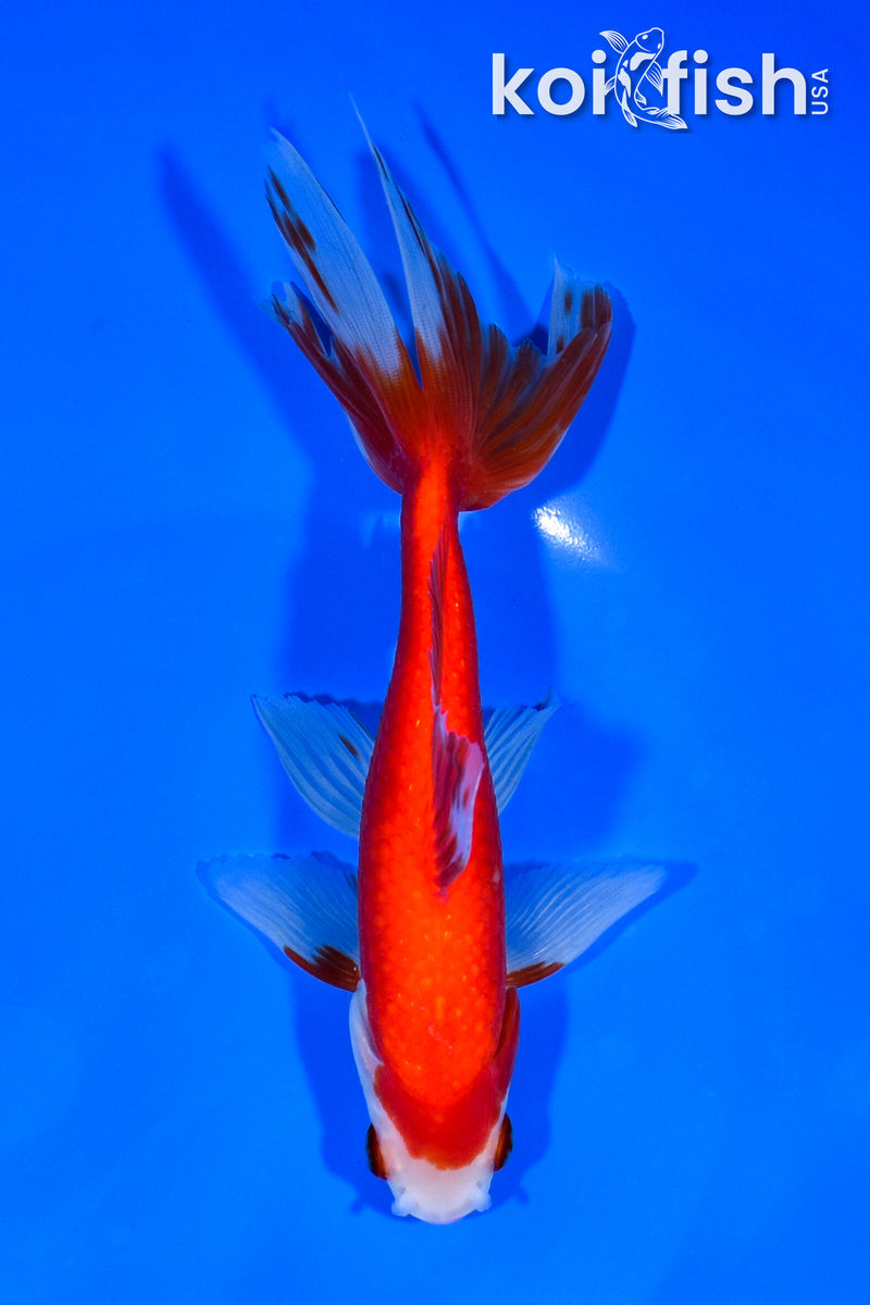 6.75" WAKIN GOLDFISH