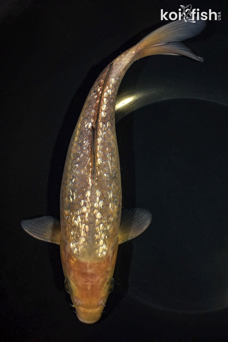 9.5" SOROGOI