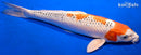 13.75" KUJAKU