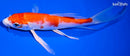 6.5" HARIWAKE BUTTERFLY