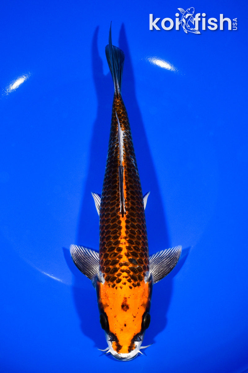 8.75" BENI GINGA