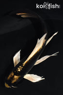 5.5" ARAGOKE KABUTO BUTTERFLY