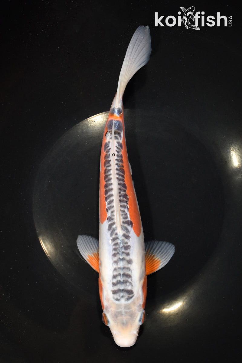 10.75" HI SHUSUI
