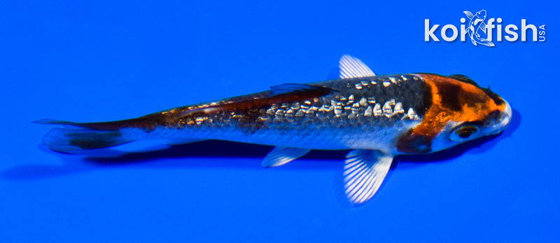 3.75" GINRIN KUJAKU