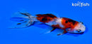 4" CALICO WAKIN GOLDFISH