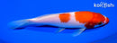 6.25" KOHAKU