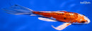 8.25" HEISEI NISHIKI BUTTERFLY
