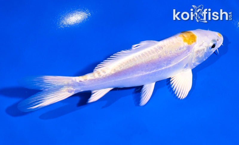 5.5" DOITSU LEMON HARIWAKE