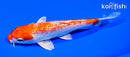 6.5" GINRIN HARIWAKE