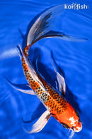10.75" KUJAKU BUTTERFLY