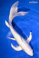 10" PLATINUM OGON BUTTERFLY