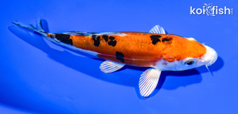 5.5" HEISEI NISHIKI