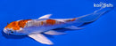 5.5" HEISEI NISHIKI BUTTERFLY