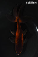 5.5" WATONAI GOLDFISH