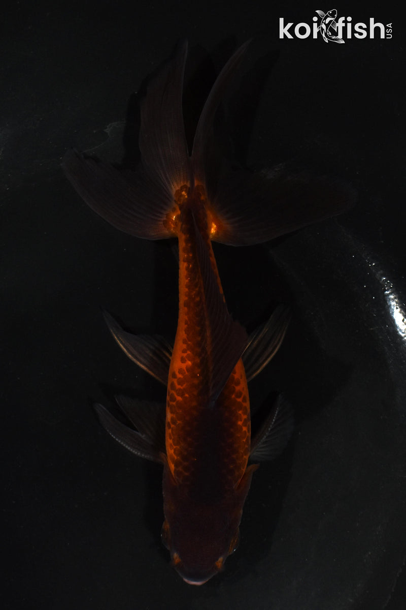 5.5" WATONAI GOLDFISH