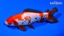 5.25" SARASA WAKIN GOLDFISH