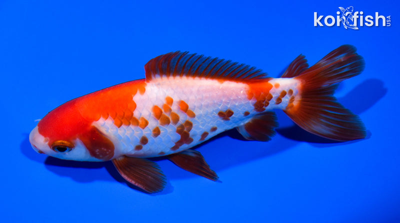 5.25" SARASA WAKIN GOLDFISH