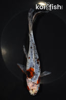 7.75" SHUBUNKIN GOLDFISH