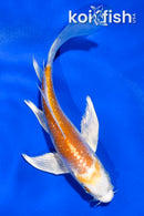 4.5" GINRIN HARIWAKE BUTTERFLY