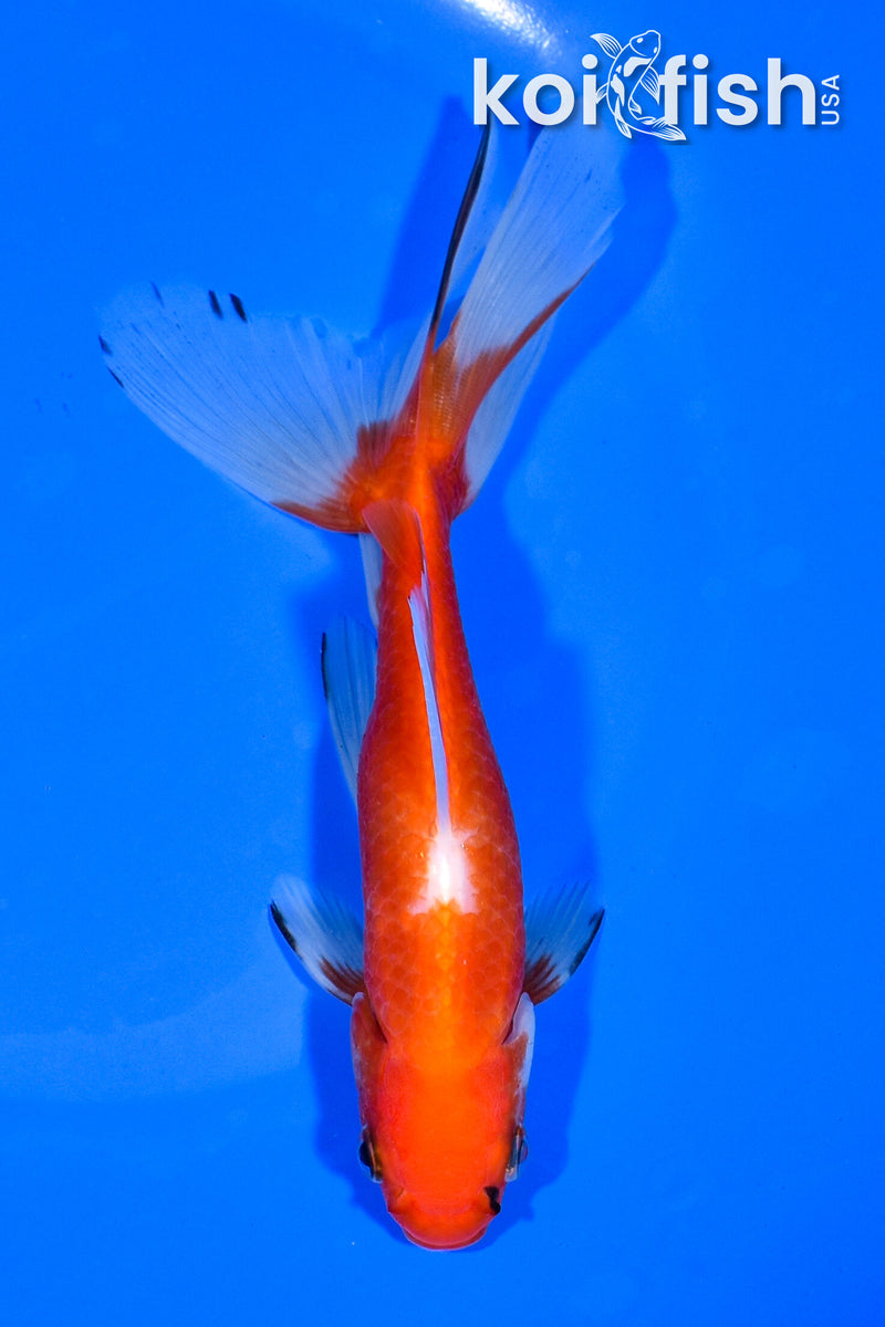 6" WATONAI GOLDFISH