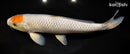 12.75" TANCHO OCHIBA SHIGURE