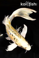 9.5" ARAGOKE KIN KIKOKURYU BUTTERFLY